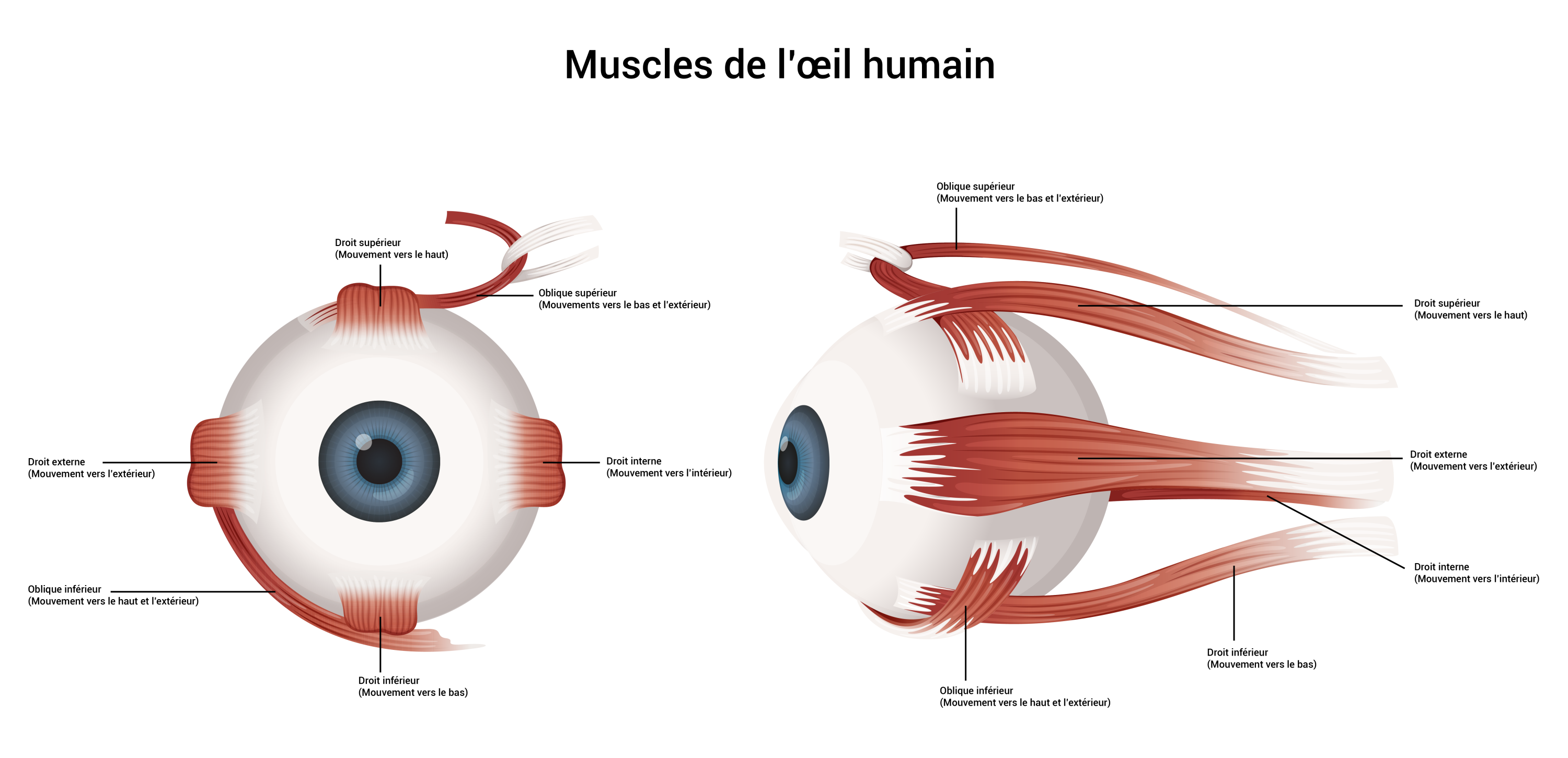 Anatomie et physiologie de l œil Notions d anatomie physiologie des